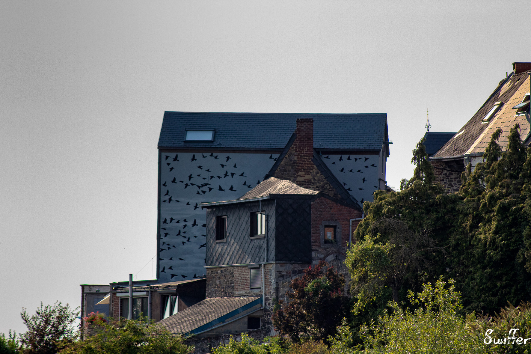 Choucas Des Tours